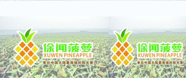 强品牌，谋发展！徐闻菠萝区域公用品牌LOGO正式发布(图3)